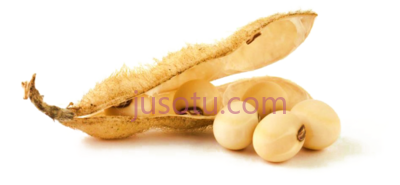 大豆,soybean soy bean PNG