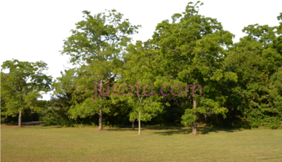 森林,forest PNG