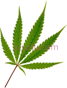 大麻叶PNG