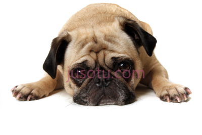 狗,thug life pug sad dog PNG