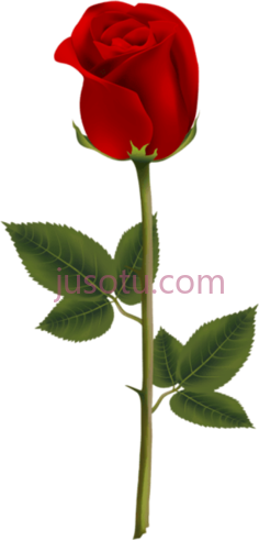 深红玫瑰PNG