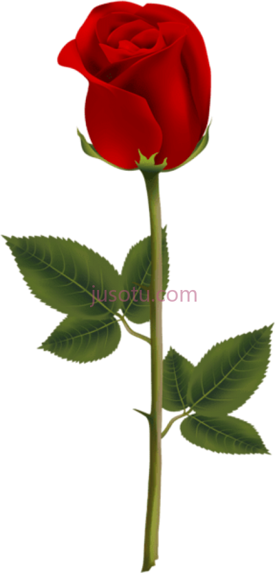 深红玫瑰,red dark PNG