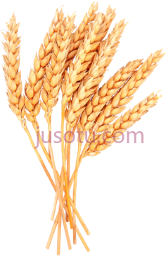 小麦PNG