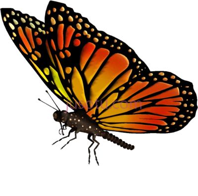 蝴蝶,flying butterfly PNG
