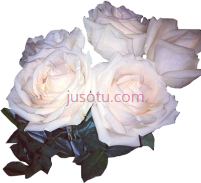 白花玫瑰,white flowers roses PNG