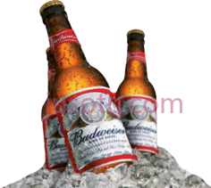 百威啤酒PNG