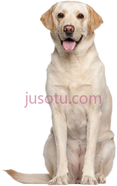 拉布拉多猎犬PNG