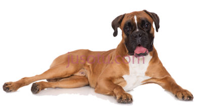 拳师犬,boxer dog PNG