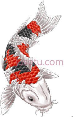 锦鲤鱼PNG
