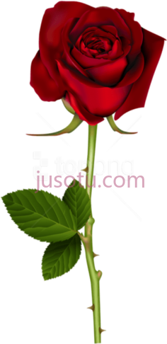 红色玫瑰PNG