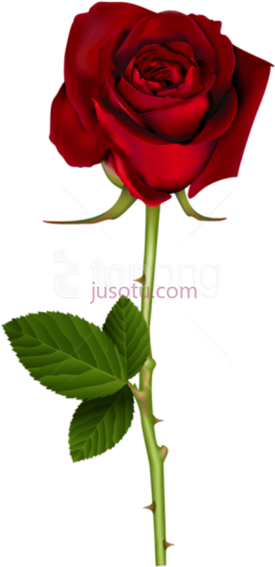 红色玫瑰,red PNG