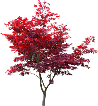 日本红枫,japanese maple cut out red PNG