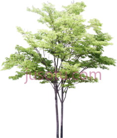 树PNG