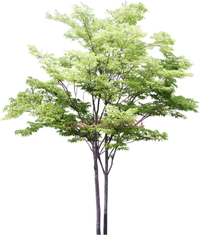 树,sketchy trees PNG