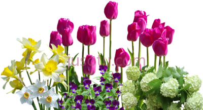 水仙花郁金香,spring daffodils tulips hydrangeas PNG
