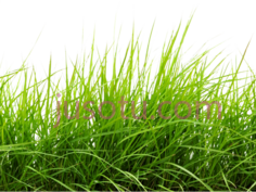 绿草PNG