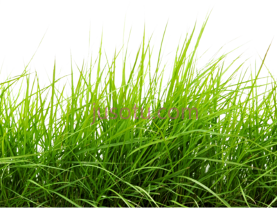 绿草,drawn lawn plant line PNG