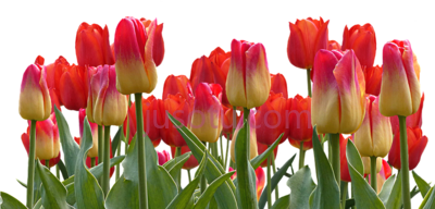 郁金香,tulips spring nature garden PNG