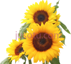 向日葵PNG