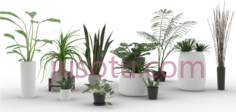 室内植物,盆栽 PNG