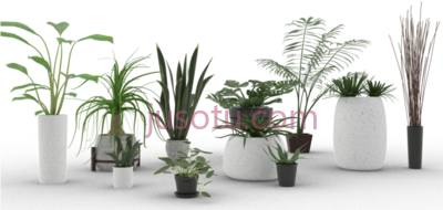 室内植物,indoor plants PNG