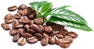 咖啡豆叶,leave beans PNG
