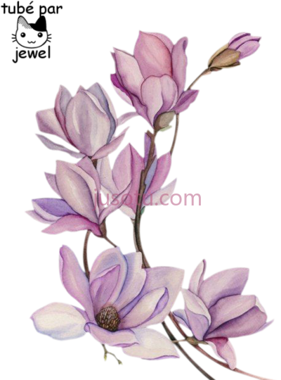 水彩木兰,tattoo watercolour painting magnolia PNG