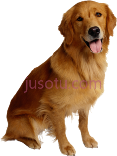 金毛猎犬PNG