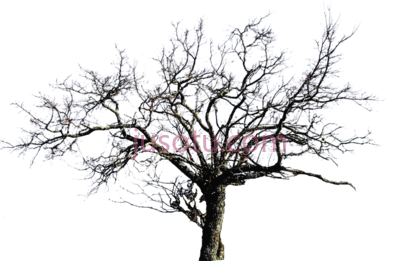 树木无叶,leafless PNG
