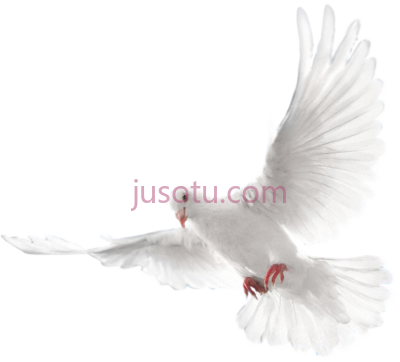 白鸽,white flying pigeon eid mubarak PNG