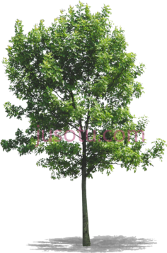 树,植物,植被,草木 PNG