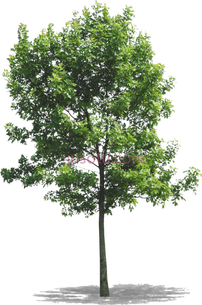 树,arbres ash tree young PNG