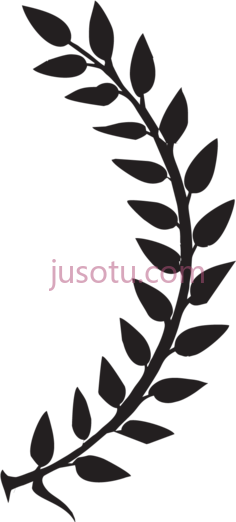 月桂叶PNG