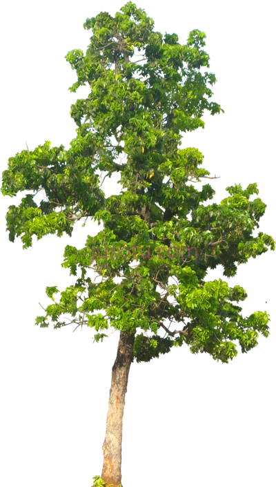 树,tree PNG