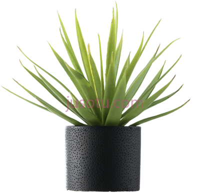 棕榈花瓶,palm vase solo plants PNG