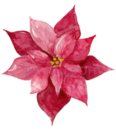 红水彩花PNG