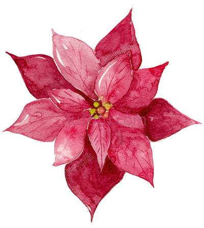 红水彩花,library red matting watercolor PNG