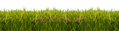 水田,paddy field PNG