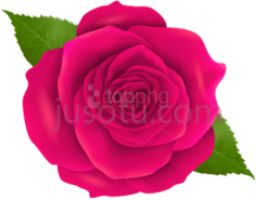 粉红色花玫瑰PNG