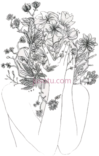 菊花,etching chrysanthemum flower PNG