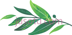 绿月桂叶PNG