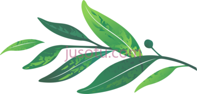 绿月桂叶,leaves green laurel leaf PNG