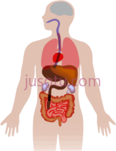 肝脏器官解剖医学人体PNG