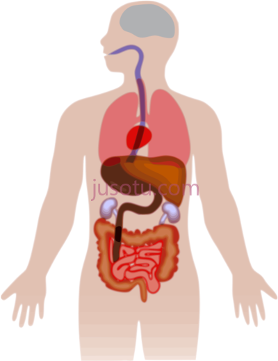 肝脏器官解剖医学人体,liver organ anatomy medicine hepatology icon human body PNG