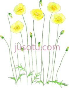 黄花,flower PNG