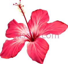 芙蓉花, PNG