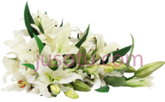 白百合花束, PNG