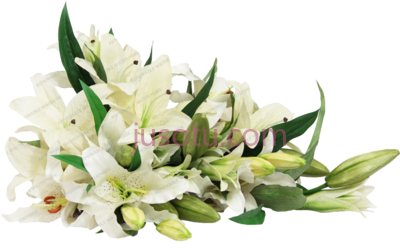 白百合花束,white lily bouquet PNG