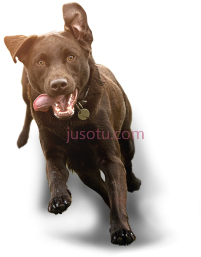 狗,running dog PNG
