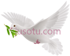 和平鸽PNG